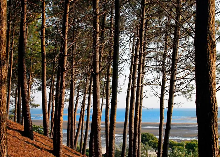 Maison Familiale A : 3 Chambres, Jardin Sous Les Pins, Wifi Fibre, Proche Et Centre - Fr-1-420-145 * 아르카숑